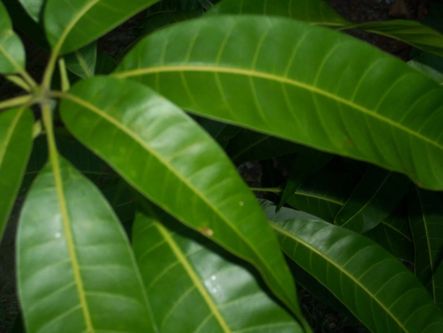 Dried Mango Leaves Quality 100% ORGANIC Herbal Natural Fresh Mango Leaf