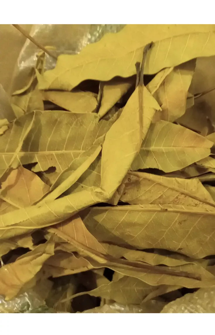 100% ORGANIC Medicine Natural Mango leaves.