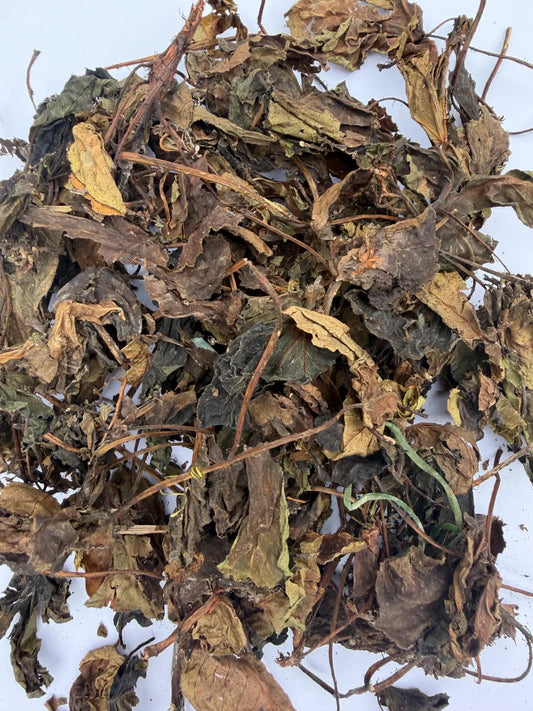 Jatropha Curcas Leaves: Ewe Lapa Lapa Pupa Leaf Red Variety, Spiritual Cleansing Red Variety, Spiritual Cleansing