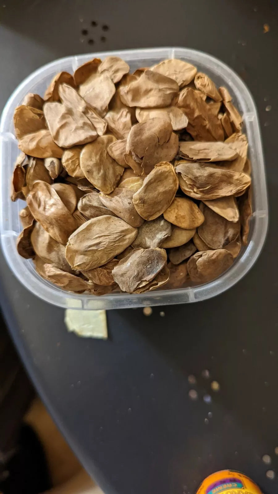 Pure Organic Abeere Seeds [Hunteria Umbellata]